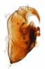 Pygofer, lateral view: !! display not done !! on Pissonotus frontalis (Crawford, 1914): (Observation).