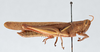 CollectionObject 2868650; 179c07d3-6ef6-46a1-891e-1a282a71ec6f, CNCI 981378: Stenocatantops splendens. Lateral view. (CollectionObject).