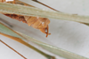 CollectionObject 2376978; bb371f53-4fb4-4895-8d57-75e746bdada8: male, dorsolateral view (syntype). (CollectionObject).
