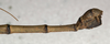 CollectionObject 1558818; NMW 669, efdf2a62-cdd6-4f48-89ba-e3a43137f087: copyright NMW, Vienna. male: end of abdomen, lateral view (lectotype). (CollectionObject).