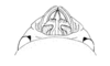 Locheuma brunneri (Scudder, 1875): Fig. 44. end of pallic complex, dorsal view. (Otu).