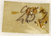 CollectionObject 1529812; 79356435-7401-44ff-9b97-fd157f4ca187: label (holotype). (CollectionObject).