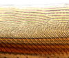Ovipositor: !! display not done !! on Acostemmini Evans, 1972: Acostemma stilleri, 1st valvula dorsal sculpturing (INHS). (Observation).