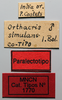 CollectionObject 1578641; 6db42645-c083-46ea-84fb-7211260554c1: male, labels (paralectotype). (CollectionObject).
