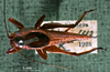 CollectionObject 1503291; 1386ed40-3f35-459e-8015-a271b2b3290e: male, dorsal view. (CollectionObject).