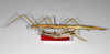 CollectionObject 1559583; 5adf3712-9882-4218-99e1-9c2178f55104: copyright ZHMB, Berlin. female, lateral view (syntype). (CollectionObject).;CollectionObject 1559584; cd52ee9d-327c-45ee-9b2f-9a0c9d7cc06e: copyright ZHMB, Berlin. female, lateral view (syntype). (CollectionObject).