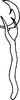 Aedeagus, lateral view on Cumora scissis (Cheng, 1980): Aedeagus, lateral view. (Observation).
