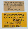 CollectionObject 1585086; 5cfdefc0-c7af-4c85-8d1d-4d8458594f4f: labels (syntype). (CollectionObject).