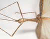 CollectionObject 1560811; 37433f9c-8556-43cf-a296-dde0d4ef6a92: copyright Natural History Museum, London. male: head and thorax, lateral view of Phasma maculatum (holotype). (CollectionObject).