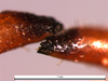 CollectionObject 1537730; 636a0a51-ce55-445f-a7d7-5509e8e3a825: male cerci (holotype). (CollectionObject).
