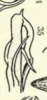 Aedeagus, lateral view on Cyclopoliarus biperforatus (Fennah, 1945): (Observation).