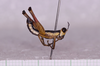CollectionObject 1590205; 535b5018-2241-4ded-a455-c4e889095942: male, lateral view. (CollectionObject).