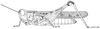 Crucinotacris werneriana (Karny, 1907): Page 281, Figure 1. female habitus. (Otu).