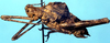 CollectionObject 1499290; 99d63244-8542-42bd-939b-6f09794e50ff: male, lateral view (holotype). (CollectionObject).