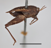 CollectionObject 1596019; 061e5411-3129-4bf0-aa07-258eef778bb1, MZLU178064: male, lateral view (syntype of Acridium obscurum) (scale bar 5 mm). (CollectionObject).