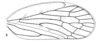 Forewing: (Observation).