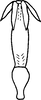 Aedeagus, ventral view on Edwardsiana sariabensis Ahmed & Naheed, 1981: Aedeagus, ventral view. (Observation).