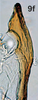 Aedeagus, lateral view on Bretega orbiverpa Stiller, 2017: Aedeagus, lateral view. (Observation).