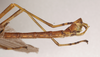 CollectionObject 1557223; 0fa1f673-04cc-4afd-960d-c156ff6346d7: copyright MVMA, Melbourne. male: end of abdomen, lateral view of synonym Perlamorphus hieroglyphicus (syntype). (CollectionObject).