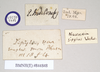 CollectionObject 1562028; NHMUK(SF IMPORT DUPLICATE) 844848, 8588c4b1-ecf0-4b76-a358-14f9321ab8f8: copyright Natural History Museum, London. female, data labels [reversed where appropriate] of Necroscia sipylus (lectotype). (CollectionObject).