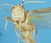 CollectionObject 1580273; d0d43e0c-8af7-4266-af46-73d76eee5562: male, frontal view (paralectotype). (CollectionObject).