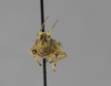 CollectionObject 1523096; 1c90d840-9f4f-4f24-bb3f-0eac3d5fe365: male, frontal view (holotype). (CollectionObject).