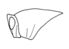 Phaulotypus granti Burr, 1899: Fig. 16. head and pronotum, lateral view. (Otu).