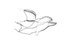 Comansacris hirsutus Ronderos & Cigliano, 1989: Fig. 24. aedeagus, lateral view. (Otu).