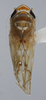 Habitus, dorsal view: (Observation).
