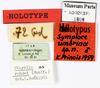 CollectionObject 1587654; MNHN(SF IMPORT DUPLICATE) MNHN-EP-EP1808, 720bd73f-f7da-4868-b372-d73caaf3b253: CC BY-NC-ND 4.0/MNHN - Depraetere Marion - 2014. Holotype, male, of umbrina Princis, 1963. Specimen number: MNHN-EP-EP1808. http://coldb.mnhn.fr/catalognumber/mnhn/ep/ep1808. (CollectionObject).