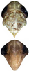 Head on Distantasca latava (Dworakowska, 1981): Head. (Observation).