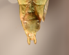 CollectionObject 1557807; 3cdee121-930a-471d-953a-90ed85349d12: copyright UMO. male end of abdomen, ventral view (syntype). (CollectionObject).;CollectionObject 1557808; 847219de-857b-47ba-9092-e802aa581c6b: copyright UMO. male end of abdomen, ventral view (syntype). (CollectionObject).