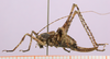 CollectionObject 1575955; 56138d2e-71a2-4396-99d8-3dd13d875397, cbt039s05: specimen cbt039s05. female, lateral view (paratype). (CollectionObject).