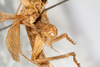CollectionObject 1531231; 13b3a7ff-4e15-4dad-ac61-d772052170fc: male, posterior view (holotype). (CollectionObject).