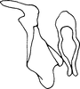 Stylus: !! display not done !! on Agudus cyrtobrachium Cheng, 1980: Stylus. (Observation).