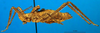 CollectionObject 1500392; 5dac48c4-6049-4ff4-9fbc-43d3a72e5cba, DORSA BTpolineS01: male, lateral view (syntype). (CollectionObject).