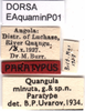 CollectionObject 1581397; b293aa12-7d62-4e3e-9734-587383875577: labels (paratype). (CollectionObject).