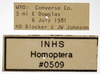 Other on Athysanella (Athysanella) kadokana Knull, 1951: Labels - Male. (Observation).