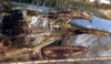 CollectionObject 1531826; NMW 22481, adf73bf2-3ddd-4646-8d30-852a1fad0258: male subgenital plate and cerci (holotype). (CollectionObject).