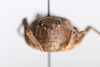 CollectionObject 1586713; 3629fe53-9aef-4376-a6ce-f4cd7eb307d9: female, frontal view (paratype). (CollectionObject).