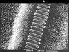 Pantecphylus (Pantecphylus) cerambycinus Karsch, 1891: male stridulatory file. (Otu).