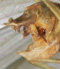 CollectionObject 1532123; NMW 7251, 6caafc8d-56bd-44ad-aed9-ee52b3bb9012: male abdomen tip, lateral view (syntype). (CollectionObject).