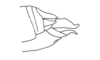 Dendrophilacris witotae Descamps, 1976: Fig. 295. female abdomen tip, lateral view. (Otu).