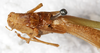 CollectionObject 1576499; NMW 5620, 825738e1-4dcc-45d6-ac1e-f10dec860c60: male, dorsal view (paralectotype). (CollectionObject).