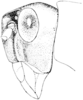 Romalea microptera (Palisot de Beauvois, 1817): Fig. 371. male, head, lateral view. (Otu).