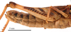 CollectionObject 1578313; d53adf59-3754-4d89-bc07-9aa58daf28ca: female abdomen, lateral view (holotype of Omocestus hingstoni mongolicus Steinmann, 1967. (CollectionObject).