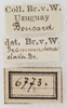 labels (syntype). Depicts CollectionObject 1532217; NMW 6773, 5243bd71-3542-4ce6-a9e1-d02738feba4f, a CollectionObject.
