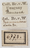 CollectionObject 1532217; NMW 6773, 5243bd71-3542-4ce6-a9e1-d02738feba4f: labels (syntype). (CollectionObject).
