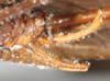 CollectionObject 1544458; 9e9eca22-fec2-470d-8409-ceb065d536e6: male, cercus and subgenital plate, lateral view (paratype). (CollectionObject).