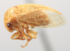 Habitus, lateral view on Anisostylus viridis (Funkhouser, 1943) now Anisostylus fulgidus (Ball, 1937): (Observation).